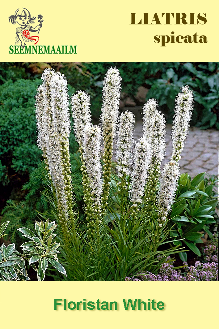 Button Snakeroot Floristan White: seeds